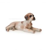 Cucciolo pointer sdraiato